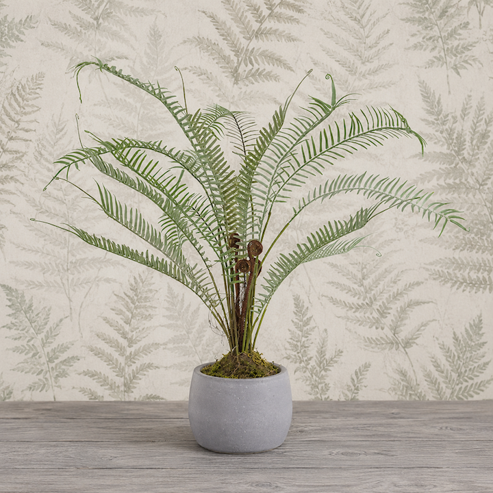 *BOSTON LARGE POTTED FERN 67cm